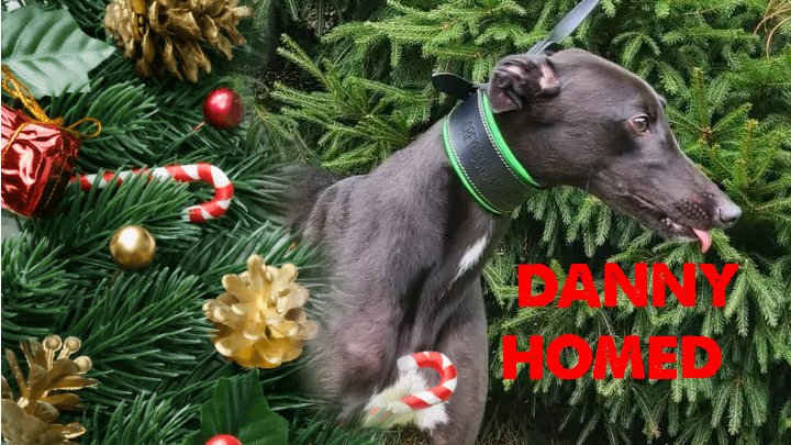 Greyhound Trust Dudley tweet media