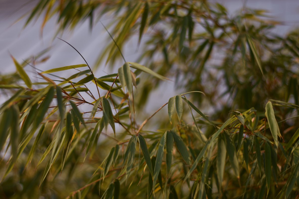 Associated Students of WWU tweet media