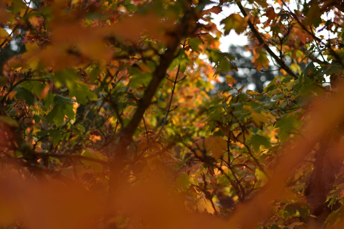 Associated Students of WWU tweet media