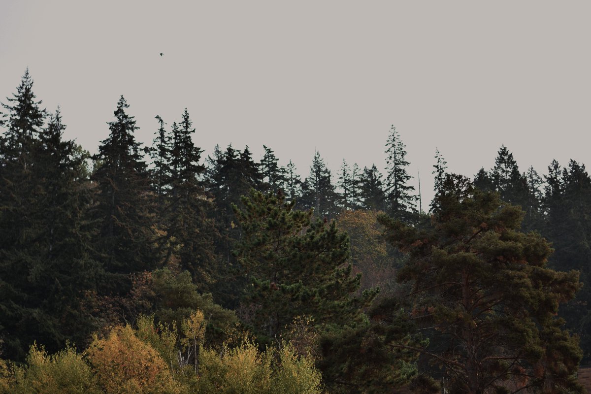 Associated Students of WWU tweet media