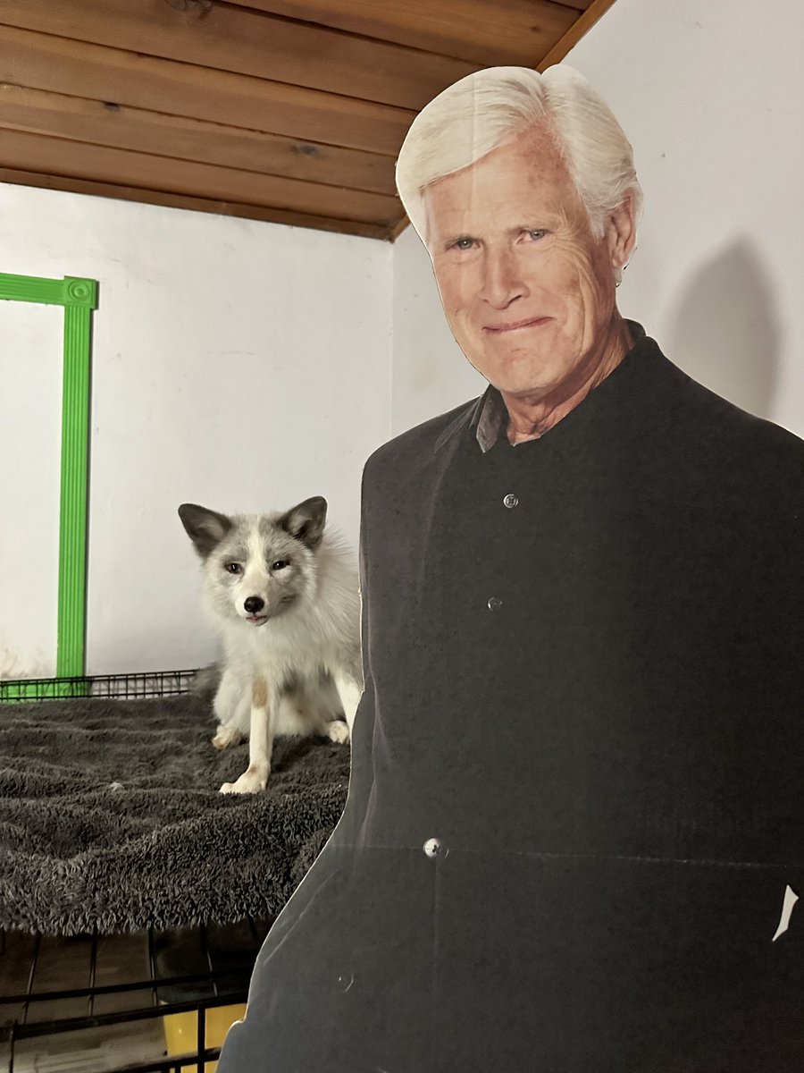 pawsitivefoxes's tweet photo. @dateline_keith if you didn’t know…Reef the fox is your #1 fan. 

#fox #foxes #Dateline https://t.co/l3wt0MjfP4