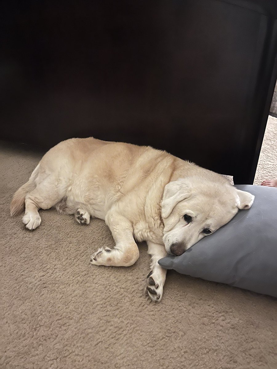 Roebuck Leprechauns (@leprechauns_sc) on Twitter photo 