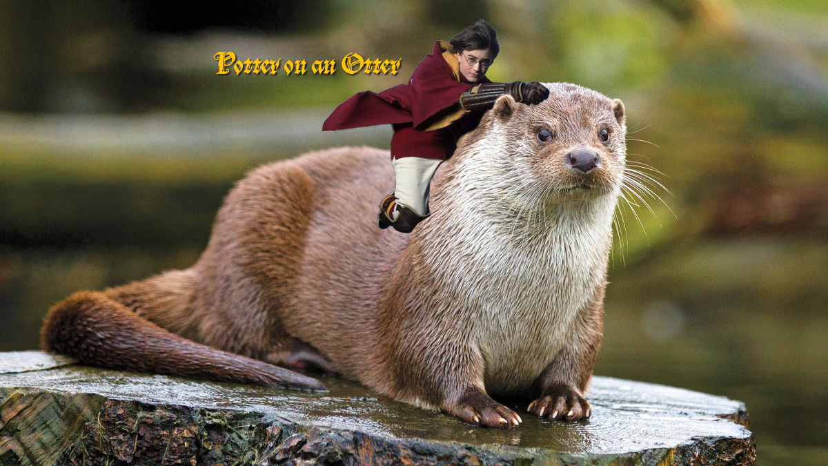 New York State Dept. of Environmental Conservation on Twitter: "What