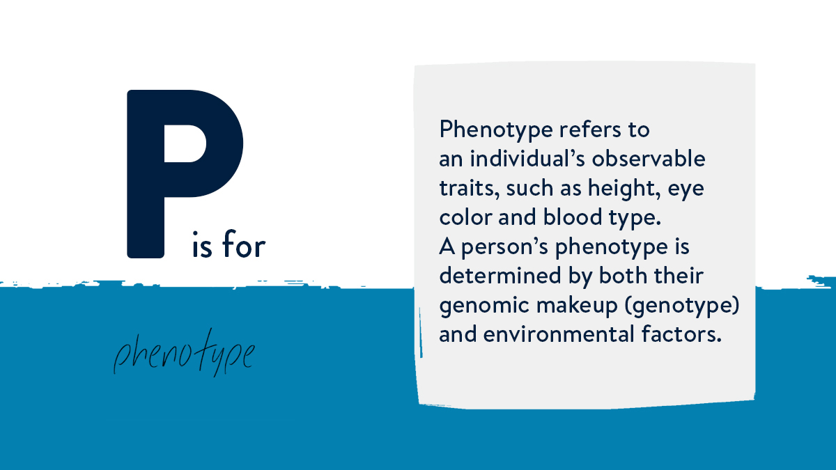 genetix_biotx's tweet photo. #ABCsOfGenetics — Phenotype is a common term in genetics and genomics, meaning an individual’s observable traits, such as height, eye color and blood type.
Learn more about gene therapy and its related terms: https://t.co/swP0JBS9sZ https://t.co/01sM3yFx3L