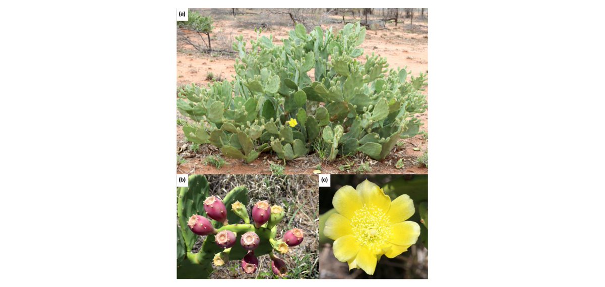 another global review on the Challenges Inherent in Controlling Prickly Pear Species; a Global Review of the Properties of Opuntia stricta, Opuntia ficus-indica and Opuntia monacantha
#weeds # Opuntia #FedUni
mdpi.com/2223-7747/11/2…