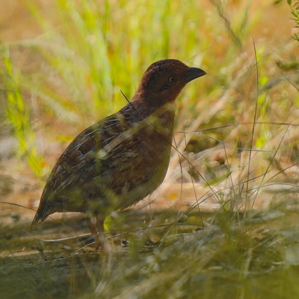 michael_s_y_lee's tweet photo. Little #ButtonQuail at #ParaWirra conservation park last weekend.

Not Nat Geo standard - but any picture of a quail is a good picture.

#birdwatching #ozbirds #birds #wildoz https://t.co/1vWTiAunCb