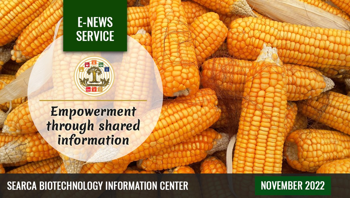 searcabic's tweet photo. 🧬SEARCA BIC Latest News on Agri-biotechnology, November 2022 - https://t.co/RuNSrw69aj https://t.co/jvT8VVAJq0