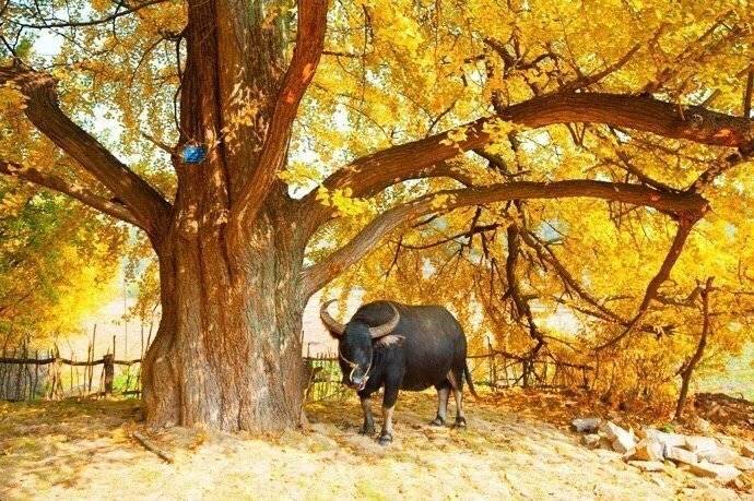 ViVi Tong tweet media