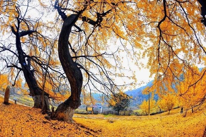 ViVi Tong tweet media