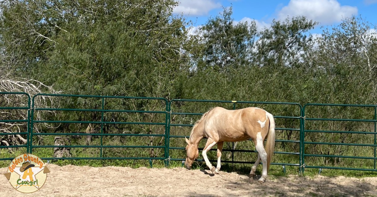 GCCowgirl's tweet photo. I was so excited to have it confirmed by #ultrasound that Dancer is indeed in #foal! #infoal #horsesoftwitter https://t.co/jBmyJBUiOY