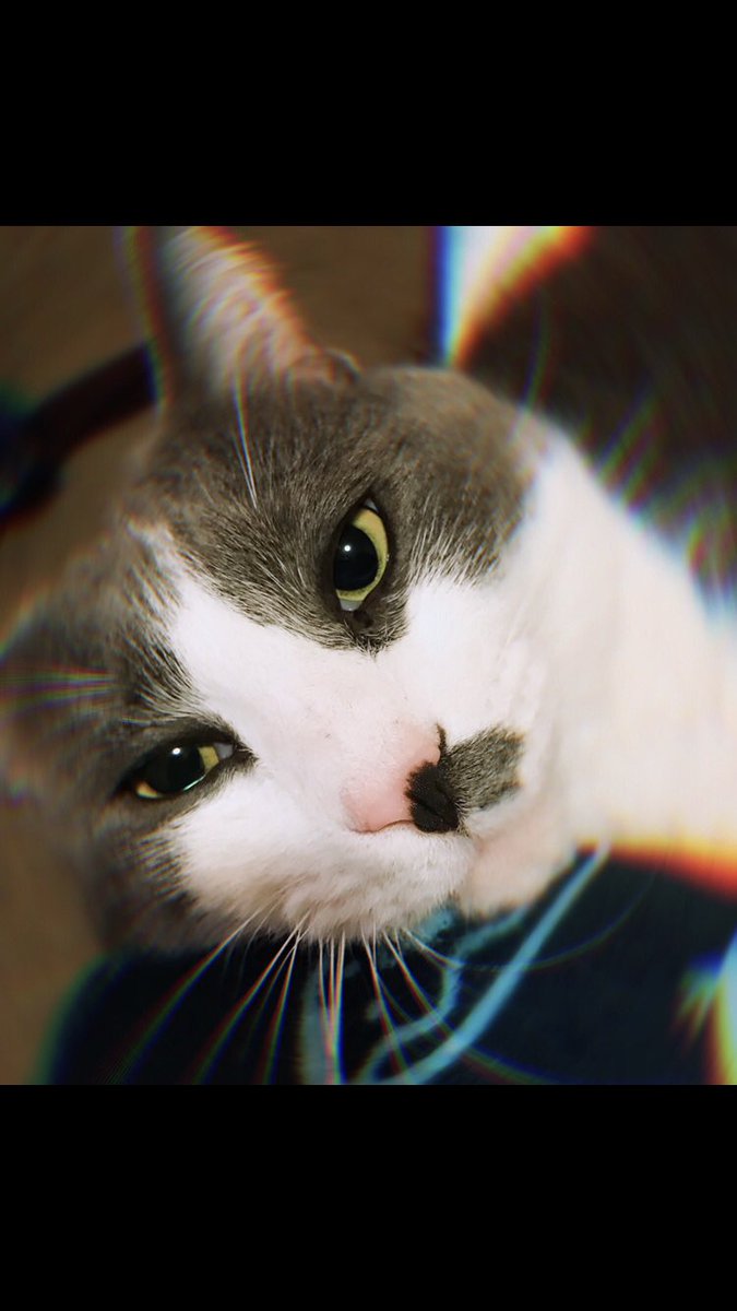 StrwbrryX0X0's tweet photo. Today, around 8:40 am, I lost my best friend in this entire world. I lost my soul kitty. Coming back home &amp; not seeing him peek through the window or follow me throughout the house is the hardest thing to endure. I’ll forever &amp; ever miss his sweet meows &amp; his comforting cuddles https://t.co/7OoN3pdjTC