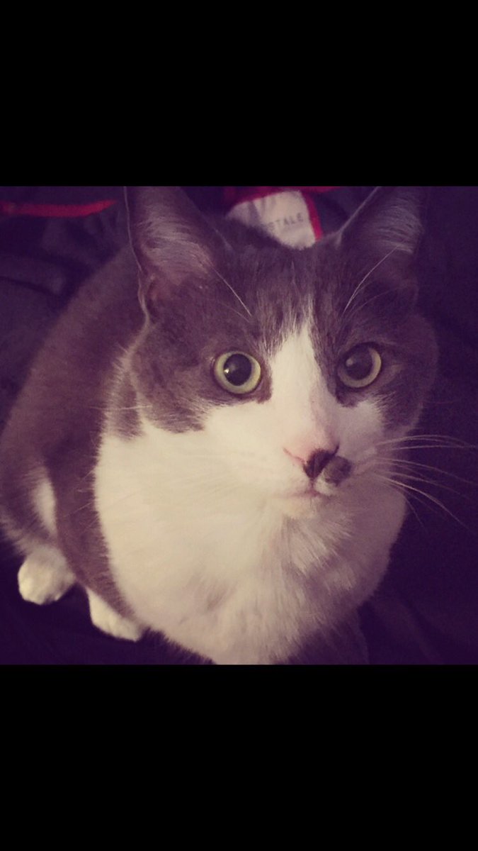 StrwbrryX0X0's tweet photo. Today, around 8:40 am, I lost my best friend in this entire world. I lost my soul kitty. Coming back home &amp; not seeing him peek through the window or follow me throughout the house is the hardest thing to endure. I’ll forever &amp; ever miss his sweet meows &amp; his comforting cuddles https://t.co/7OoN3pdjTC