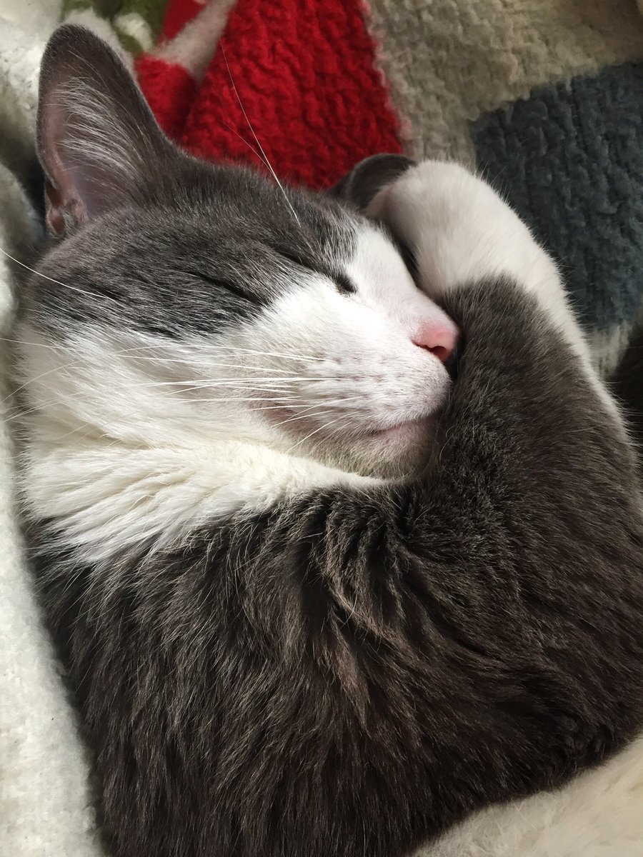 StrwbrryX0X0's tweet photo. Today, around 8:40 am, I lost my best friend in this entire world. I lost my soul kitty. Coming back home &amp; not seeing him peek through the window or follow me throughout the house is the hardest thing to endure. I’ll forever &amp; ever miss his sweet meows &amp; his comforting cuddles https://t.co/7OoN3pdjTC