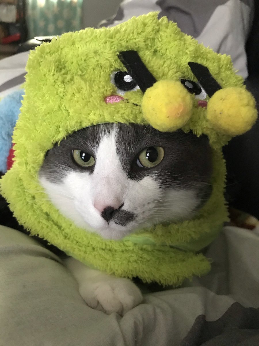 StrwbrryX0X0's tweet photo. Today, around 8:40 am, I lost my best friend in this entire world. I lost my soul kitty. Coming back home &amp; not seeing him peek through the window or follow me throughout the house is the hardest thing to endure. I’ll forever &amp; ever miss his sweet meows &amp; his comforting cuddles https://t.co/7OoN3pdjTC