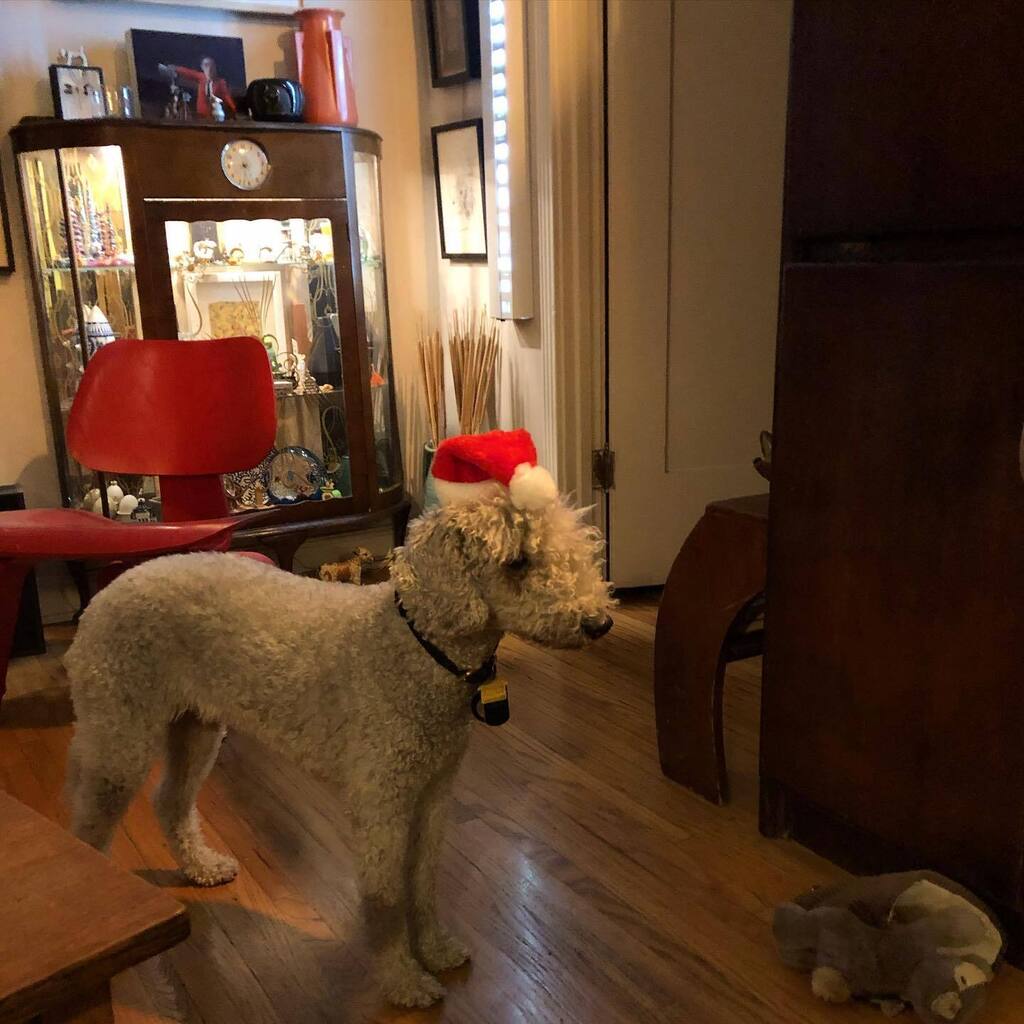 It’s coming on Christmas…with #fidoofsunsetdrive instagr.am/p/Cl2WIgiuCVu/