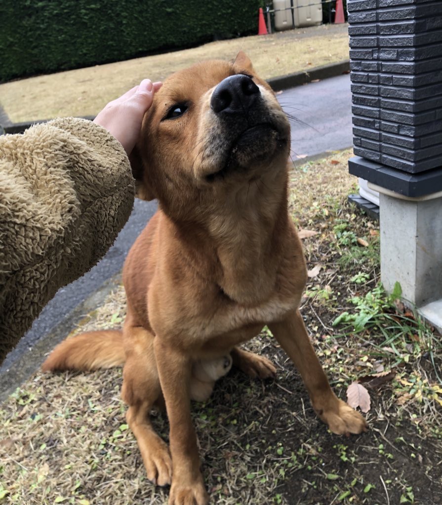 hanamaru428's tweet photo. 昨日、山の中にある職場にて迷子？捨て犬？を保護しました。見つけた時は恐る恐る近寄ってきて、頭を撫でてげたら嬉しそうでした😿ガリガリだったので、お水とご飯をあげました。あのまま放置する事はできず、一旦実家に連れて帰って保護しています！ https://t.co/9iYb5BGHV5
