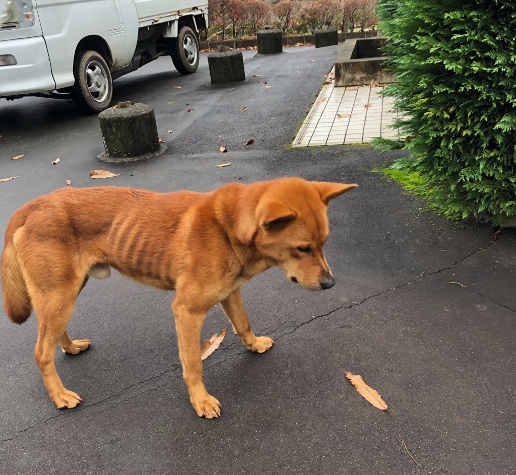 hanamaru428's tweet photo. 昨日、山の中にある職場にて迷子？捨て犬？を保護しました。見つけた時は恐る恐る近寄ってきて、頭を撫でてげたら嬉しそうでした😿ガリガリだったので、お水とご飯をあげました。あのまま放置する事はできず、一旦実家に連れて帰って保護しています！ https://t.co/9iYb5BGHV5