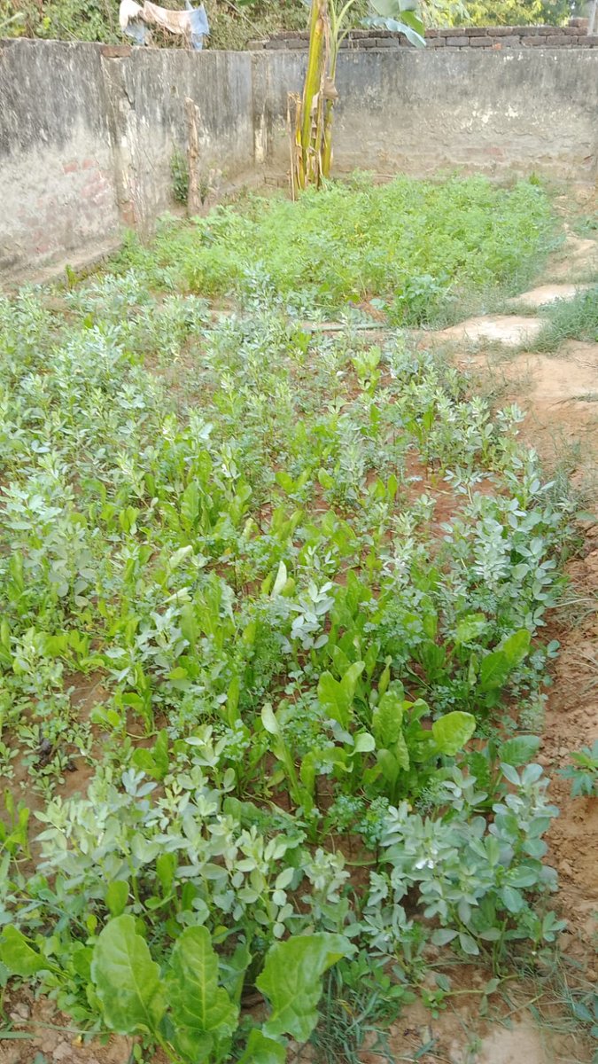 jha_yatendra's tweet photo. #Kadima #Maithili #Pumpkin Eat healthy,stay healthy with #SmartFarmers for #JustHappiness meet our co-worker and co-farmer #Triloki growing #food for his family post his duty hours . Grow your own #FoodForest for #sustainability Be a #SmartParents save your #children future 🙂 https://t.co/v9TjcVFhIh