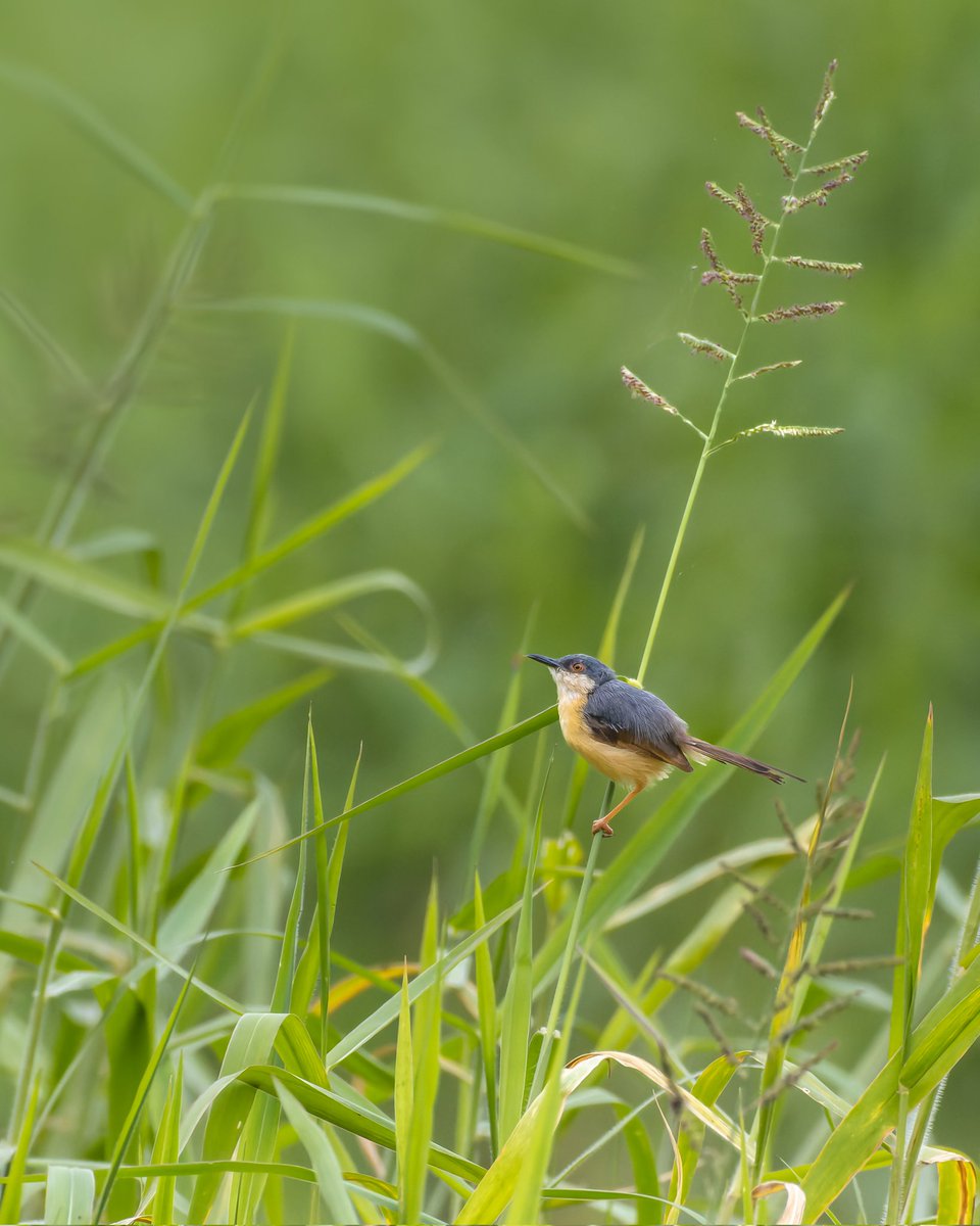 My entry for #ShySkulkers theme by #indiAves #ashyprinia in frame the bird so light, a single grass branch can withstand it easily 🙂 #birding #birdwatching #BirdsSeenIn2022 #BirdsOfTwitter #natgeoindia #BBCWildlifePOTD