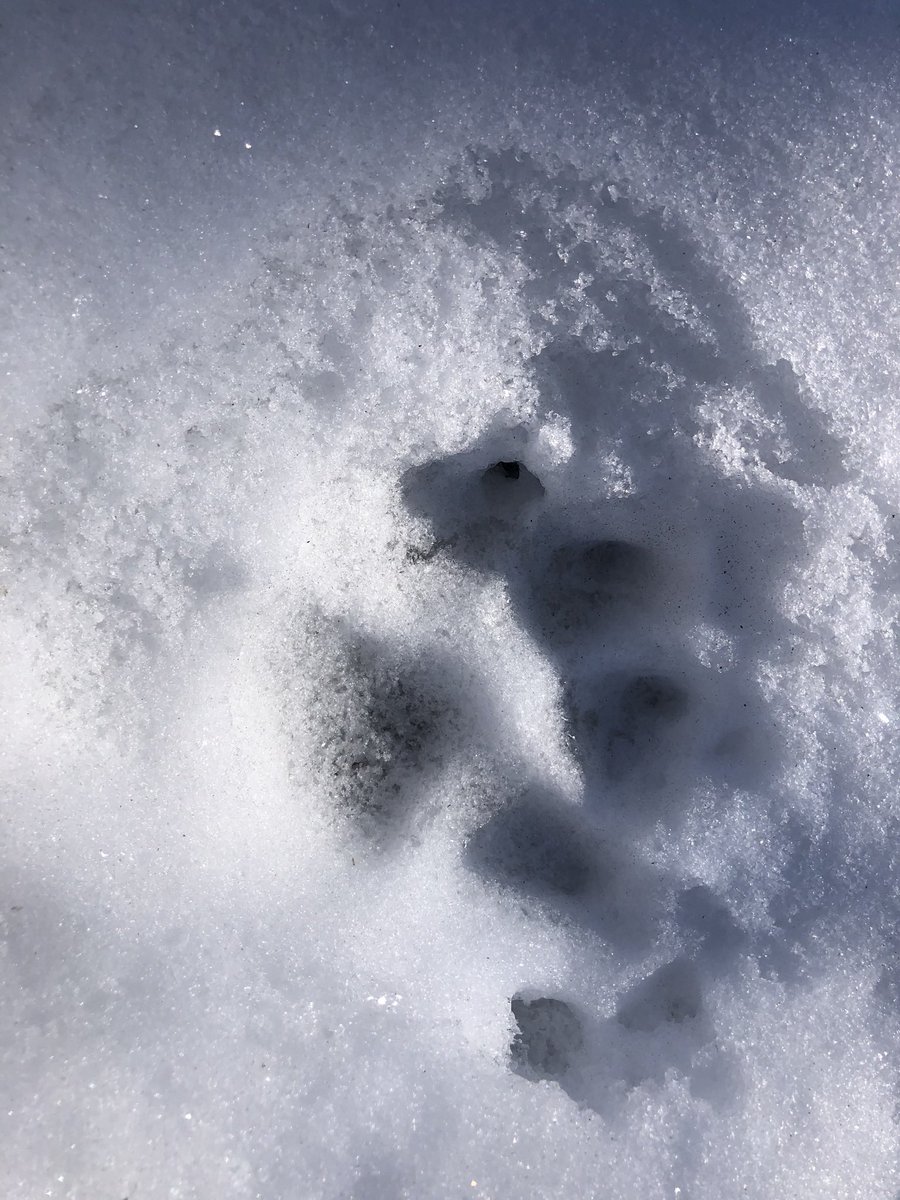 13enz4's tweet photo. @BenGreenfield18 My brother found these tracks in the Boone Forks Wilderness area in Feb 2020, not far up the river from Stratford https://t.co/WzCmHYauin