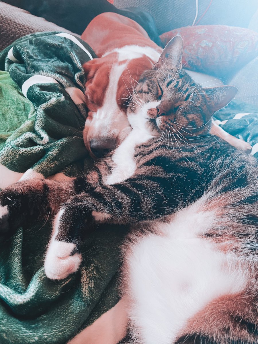 lillyw0nka's tweet photo. Hugo is going to be very missed, but especially by these four pals of his❤️ he really was the coolest fuckin cat https://t.co/2N7Z02aNdR