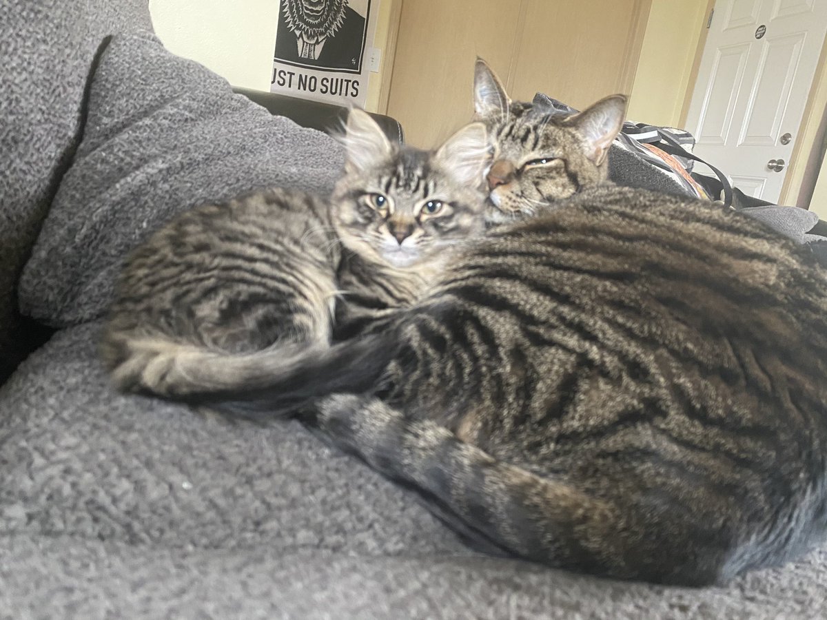 lillyw0nka's tweet photo. Hugo is going to be very missed, but especially by these four pals of his❤️ he really was the coolest fuckin cat https://t.co/2N7Z02aNdR