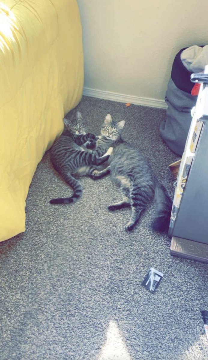 lillyw0nka's tweet photo. Hugo is going to be very missed, but especially by these four pals of his❤️ he really was the coolest fuckin cat https://t.co/2N7Z02aNdR