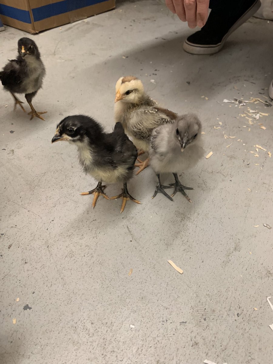 MHS_PreVoc's tweet photo. Getting ready for tomorrow’s stuffed pepper soup! Also, it’s the last day with our chicks before they go to their forever home! We will miss Turkey, Oreo, Oreo 2, and Stormy. #cooking #soup #chickens #incubation #chicks #prevocrocks https://t.co/AtqgKhO0OU