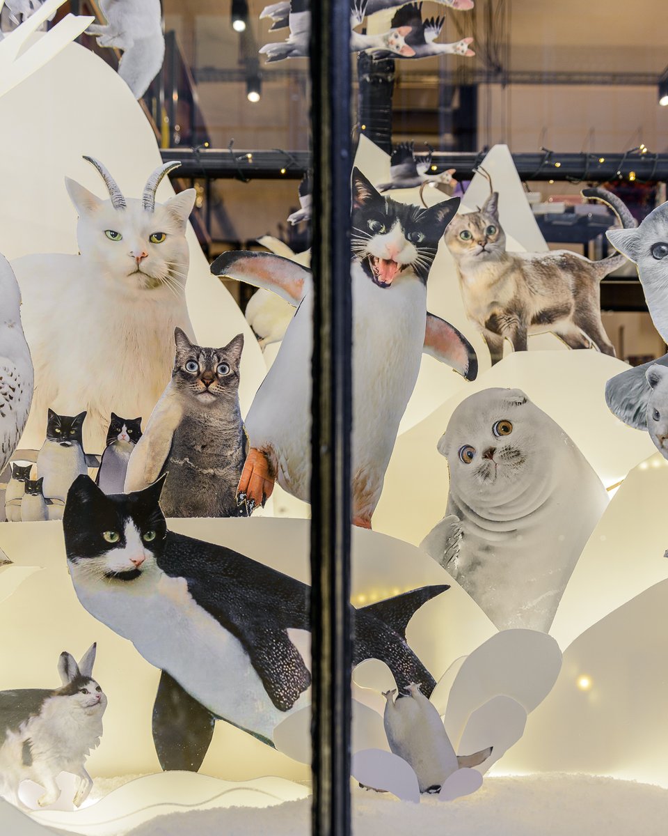 ARISTIDEhotel's tweet photo. ❄️🎵 I’M DREAMING OF A WHITE CATMAS 🎶🦭 
Pour notre vitrine de Noël on a réuni les espèces les + cutes du cercle polaire 🐻‍❄️🐧🤍 Chagouins duveteux, chapins arctiques, chaours blancs, chaouettes harfang, manchats empereurs… ils sont tous venus passer l’hiver chez @ARISTIDEhotel https://t.co/J2bh8b0HnX
