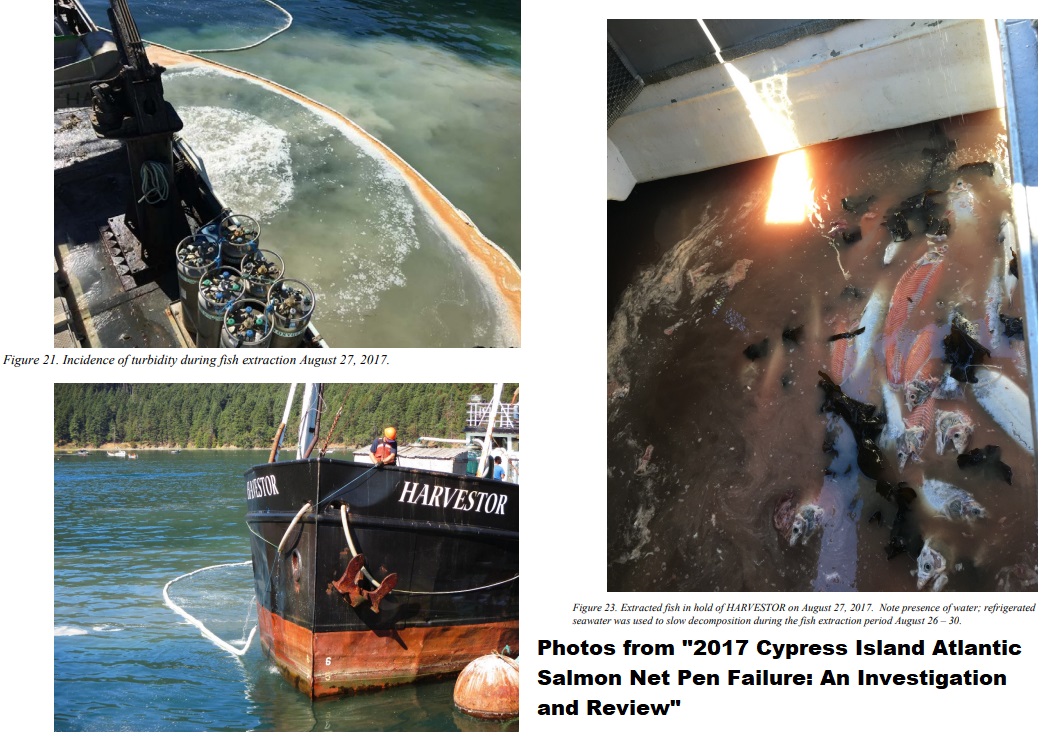 ProtectOurShore's tweet photo. End of an era: Harvestor begins to empty net pens of farmed fin fish in Puget Sound.
(Photos from 2017 report on Cooke Aquaculture's net pen collapse here: https://t.co/ueD9uGO9SW)
#salmon #nativesteelhead @SierraClubWASt @ORCA_web @OrcaNews @UBCIC @lummicomm @SuquamishTribe https://t.co/V2k80LsGN4