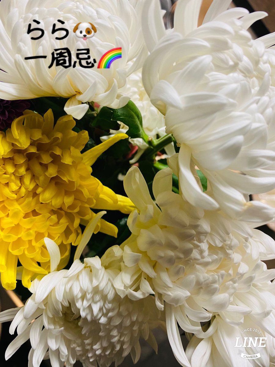 1206rara's tweet photo. 12月7日…🍀*゜
今日は 
らら🐶の一周忌
※昨日は🌈の向こうで
9歳を迎えました。

らら🐶の写真入りクッション✨
らら🐶の名前入りキーホルダー✨ありがとう🍀
今でも らら🐶を忘れないでいてくれて
ありがとう🍀*゜

「らら🐶🌈の向こうで 沢山お友達できたかな…」 https://t.co/ZmqzNHJ1QC