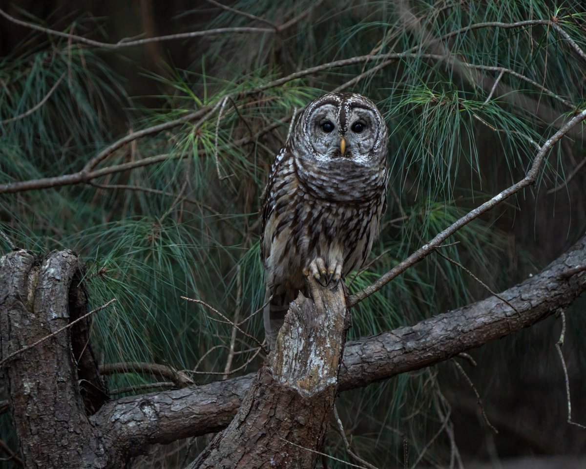 There's still time to order a BKNaturePhoto.com print as a Christmas gift. These are a few personal favorites that print well and would look great on anyone's wall! #Christmasshopping #wildlifephotography