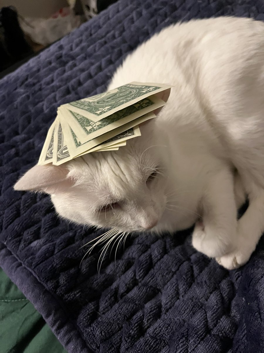 swagmastarpaul's tweet photo. 💸 Money cat rt for good luck or he will come rob you and steal your lover 💸 https://t.co/iTpPZpdPeO
