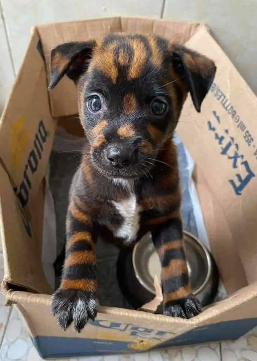 RincnCuriosoo's tweet photo. Hermoso 🐶 https://t.co/s09jRK9NT9