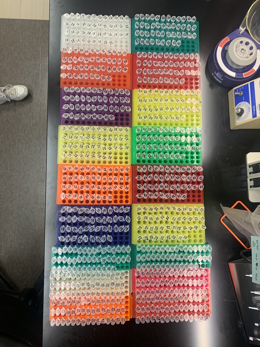 In case you wanted to know what 810 labeled Eppendorf tubes looked like, here ya go 🤓 #AcademicTwitter