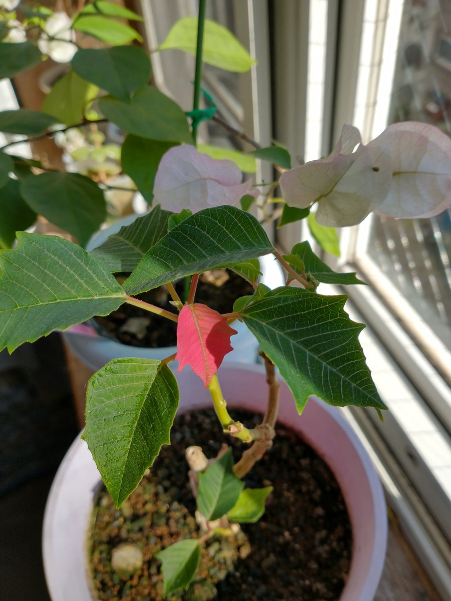 luckymama tweet media