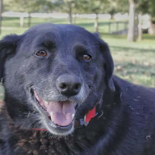 Tyson es ya mayor y busca hogar, es gordito, mestizo, mediano, esterilizado, desparasitado, con chip y vacunado tiene 10 años aprox, es simpático y súper cariñoso🙂
¿Te animas a adoptarlo?Solicita formulario de adopción a abandonadosparque@gmail.com

📍#Santiago
#AdoptaNoCompres