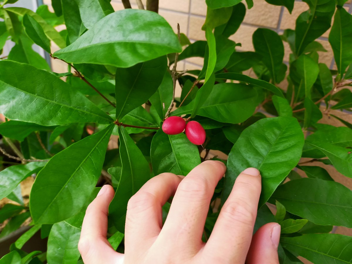 yurunou's tweet photo. ミラクルフルーツゲットの木をゲット！
実を食べたあと、レモンを食べると甘く感じました！
早速ミラクルフルーツのタネを栽培中。
#ミラクルフルーツ
#味覚変化 #種 #栽培 https://t.co/LGU3zSbJ3f