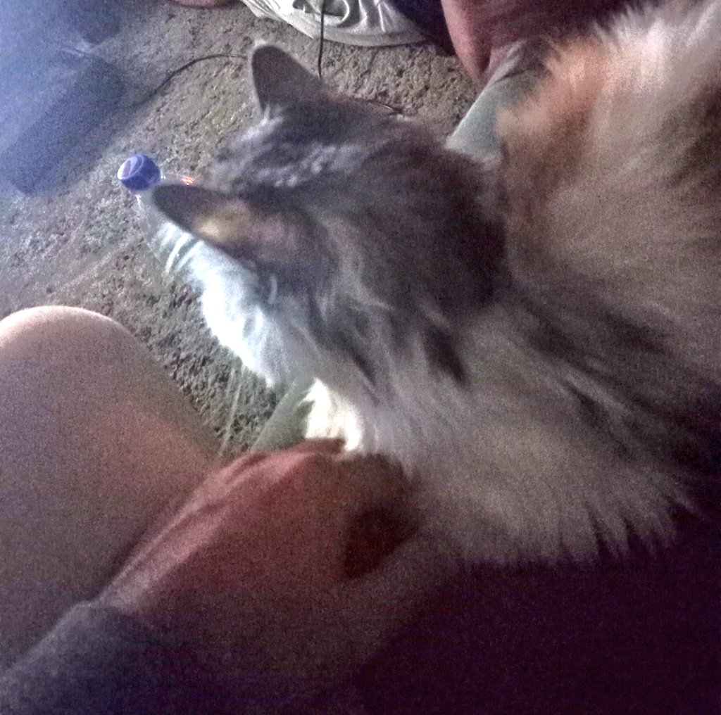 انا : بتشجعي مين .. 
شيماء : البرتغال .. شوط يا رونالدو يا بغلاااو