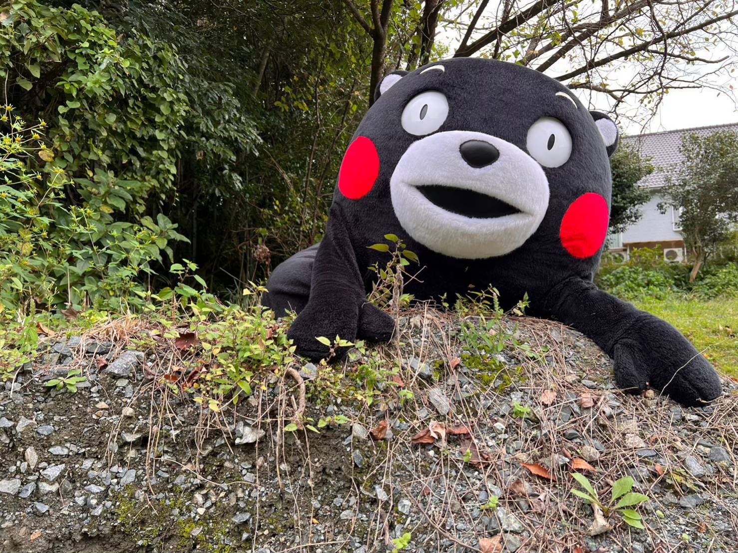 くまモン 公式 おはくま 今日もぼちぼちがんばるモン T Co 7n0is7u3xj Twitter