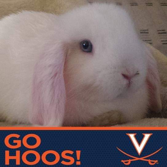 jemiii's tweet photo. Let's go Hoos and beat JMU!!
#GoHoos #Wahoowa #wahoowa https://t.co/ShELzOfcfk