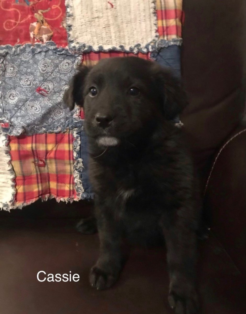 Success Story: We rescued Cleo (formerly Cassie) from you guys almost two years ago and she has been the light of our lives ever since. She loves anyone and everyone, especially kids, and is full of so much happiness. #AdoptDontShop #adoptionsuccess