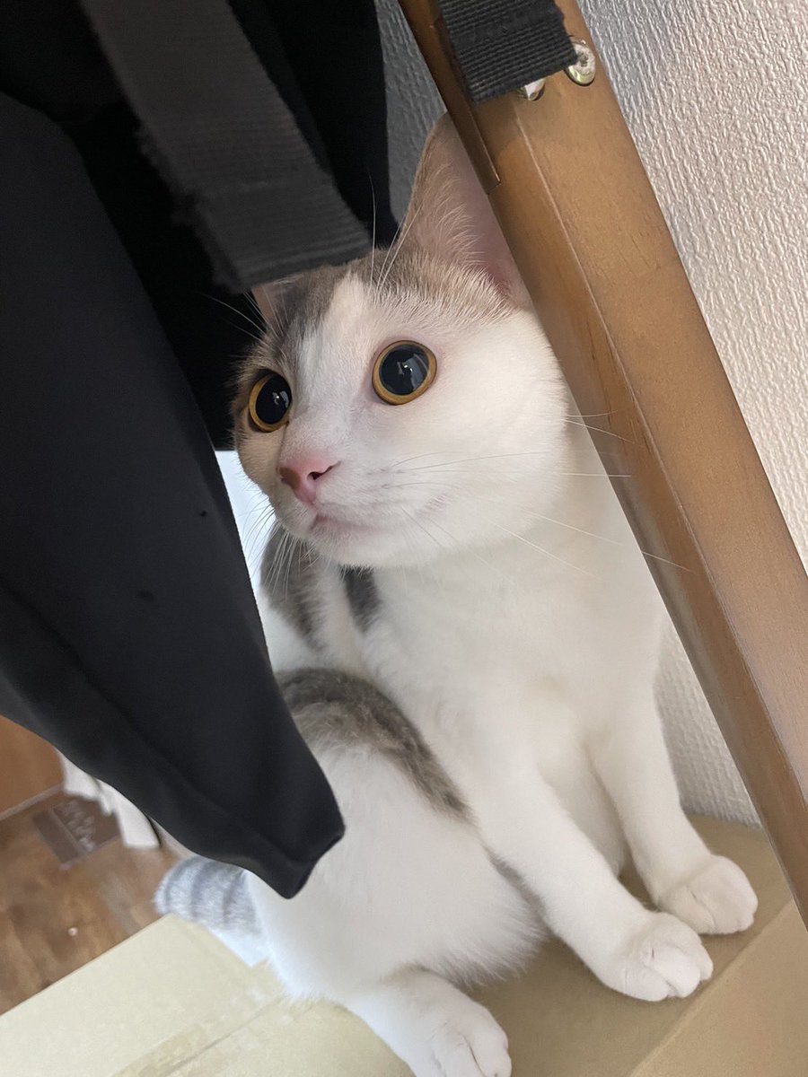 rb_b32's tweet photo. おめめ、キュルンモード👀✨

 #スコティッシュ
 #とうふシリーズ https://t.co/MXpy3Kfmtb