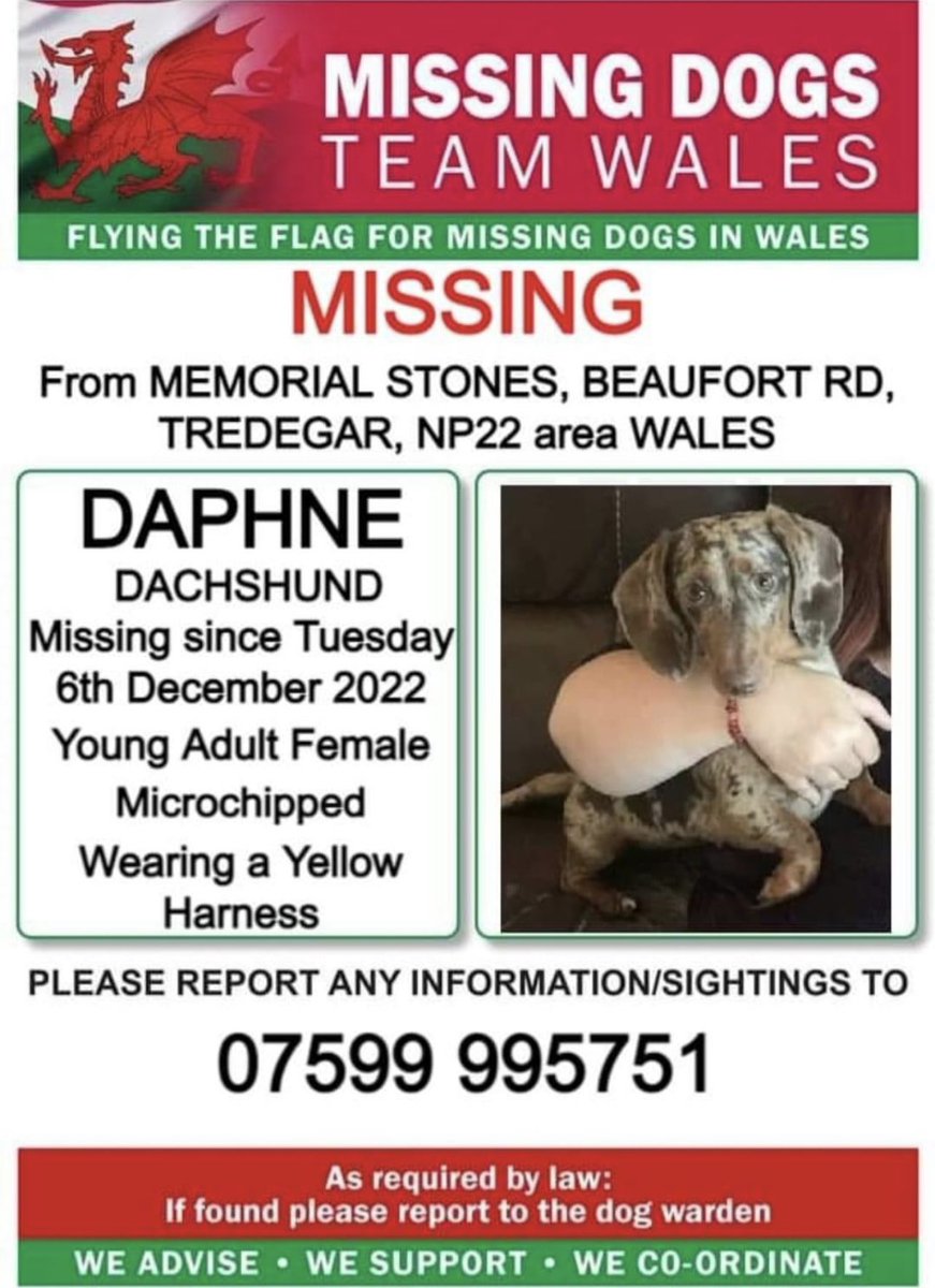 ‼️DO NOT CHASE , CALL OR ATTEMPT TO CATCH PLEASE ‼️

♦️DAPHNE #DACHSHUND IS MISSING FROM THE #MEMORIALSTONES AREA #EBBWVALE #NP22 #WALES 
♦️Since Tuesday 6th December 2022
Yellow Harness, MICROCHIPPED 
Call the number asap on this poster if seen