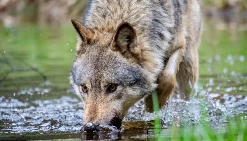 ConservationFLs's tweet photo. Shooting Dutch wolves with paintballs may make them less tame. Or so believes one provincial government after social media showed a wolf strolling past a family in Hoge Veluwe National Park. The paintballs should sting and drive wolves away. https://www.conservationfrontlines https://t.co/MNBXtyy6fh