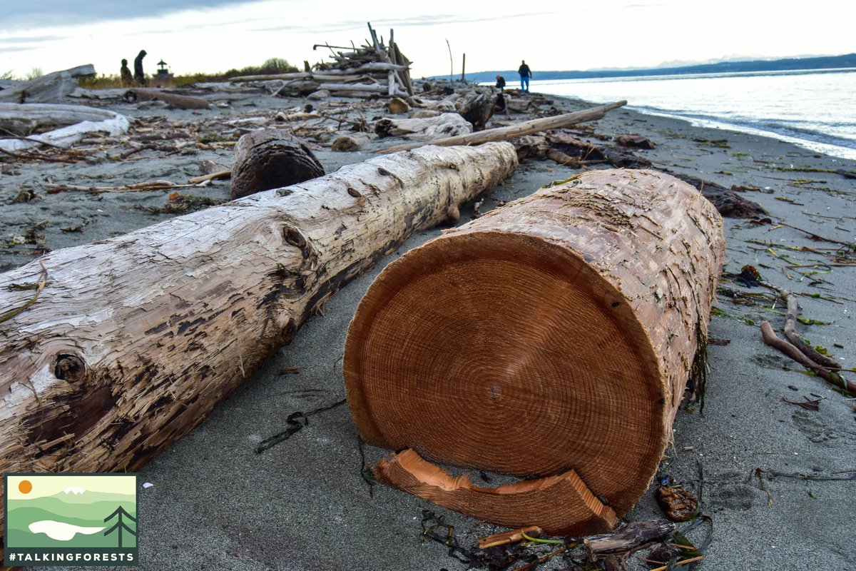 talkingforests's tweet photo. Point No Point Lighthouse on the Kitsap Peninsula of WA State has some amazing beach access and driftwood. So happy to be able to see these coastal towns again. Bring me all the moody scenes 😍🌲
#TalkingForests #Forests #Forestry #ForestProud https://t.co/9SBgQ9Ml0e