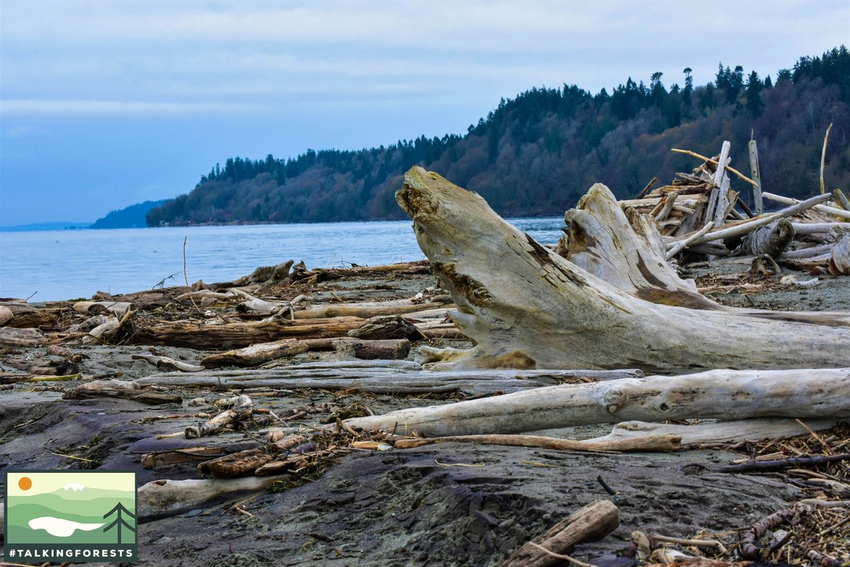 talkingforests's tweet photo. Point No Point Lighthouse on the Kitsap Peninsula of WA State has some amazing beach access and driftwood. So happy to be able to see these coastal towns again. Bring me all the moody scenes 😍🌲
#TalkingForests #Forests #Forestry #ForestProud https://t.co/9SBgQ9Ml0e