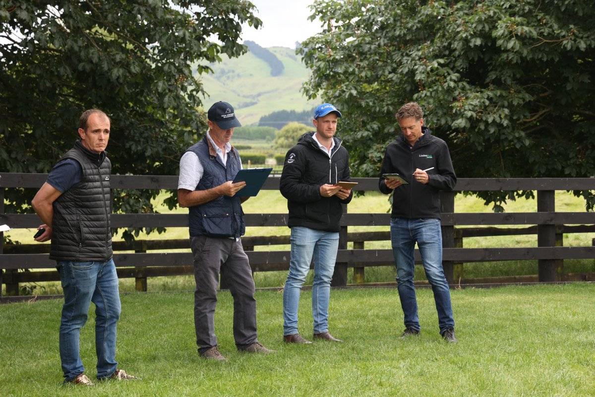 New Zealand Bloodstock on Twitter: