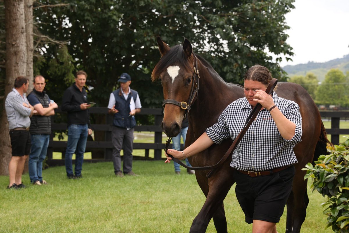 New Zealand Bloodstock on Twitter: