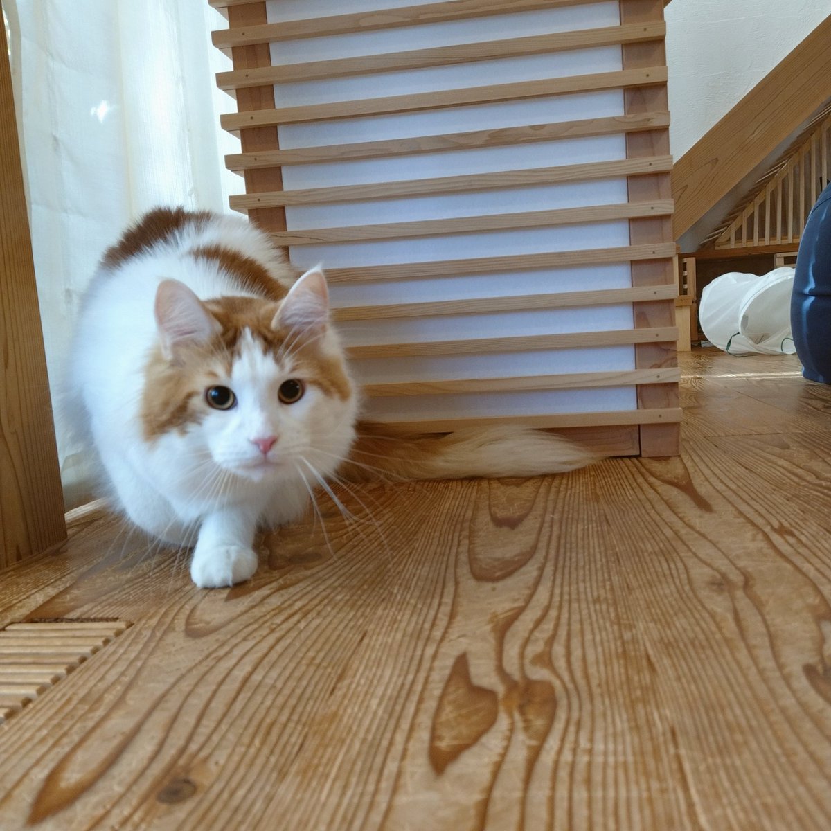 mainecoon_sette's tweet photo. 臨戦態勢で おはようございます💥
#メインクーン #メインクーン男の子 #長毛猫 #猫 #猫のいる暮らし #今日の猫 #朝 #おはようございます #臨戦態勢 #狩りモード #maincoon #maincoonlovers #maincoonboy #cat #todayscat #goodmorning #readyforbattle #huntingcat https://t.co/sL3RAoVi7V